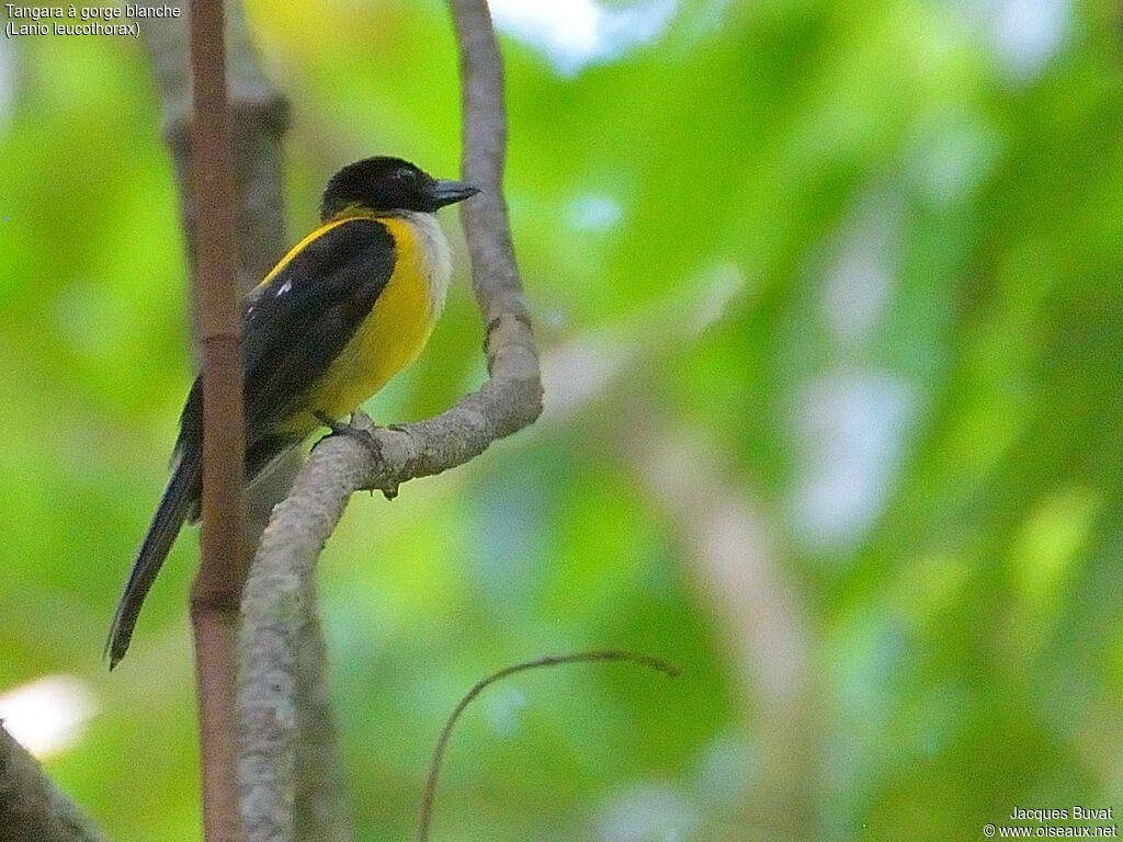 White-throated Shrike-Tanageradult