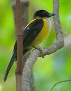 White-throated Shrike-Tanager