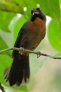 Black-cheeked Ant Tanager