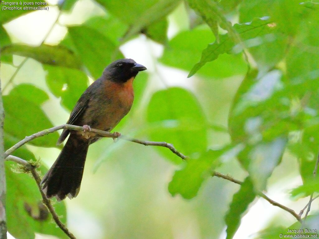 Black-cheeked Ant Tanager