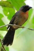 Black-cheeked Ant Tanager