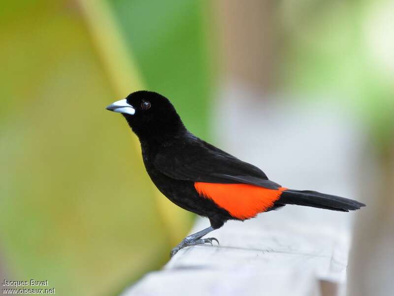 Scarlet-rumped Tanager (costaricensis) male adult breeding, identification