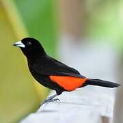 Scarlet-rumped Tanager (costaricensis)