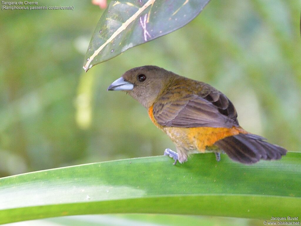 Scarlet-rumped Tanager (costaricensis) female adult, identification, aspect, pigmentation