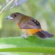 Scarlet-rumped Tanager (costaricensis)