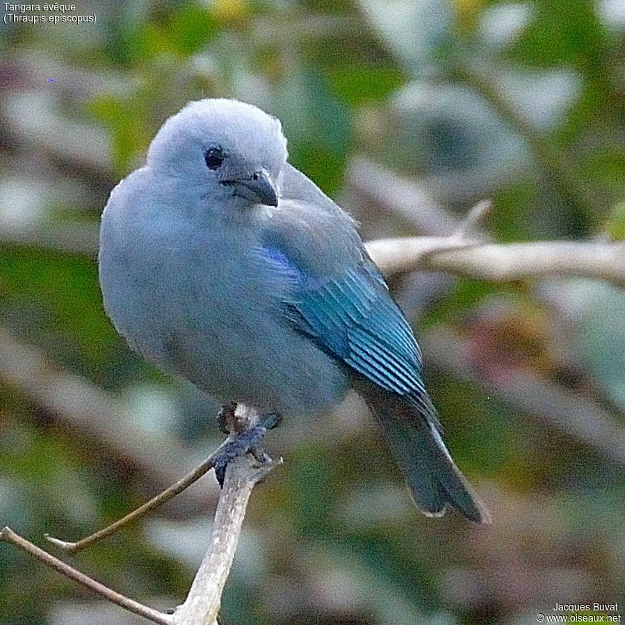 Blue-grey Tanageradult, close-up portrait, aspect, pigmentation