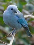 Blue-grey Tanager