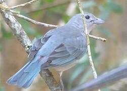 Sayaca Tanager