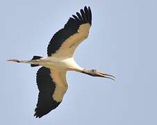 Wood Stork