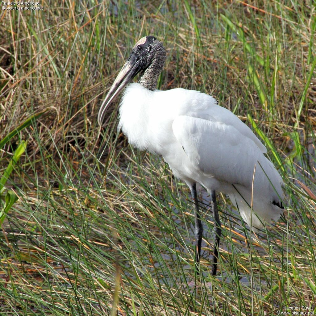 Wood Stork male adult breeding, close-up portrait, aspect, pigmentation