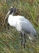 Wood Stork