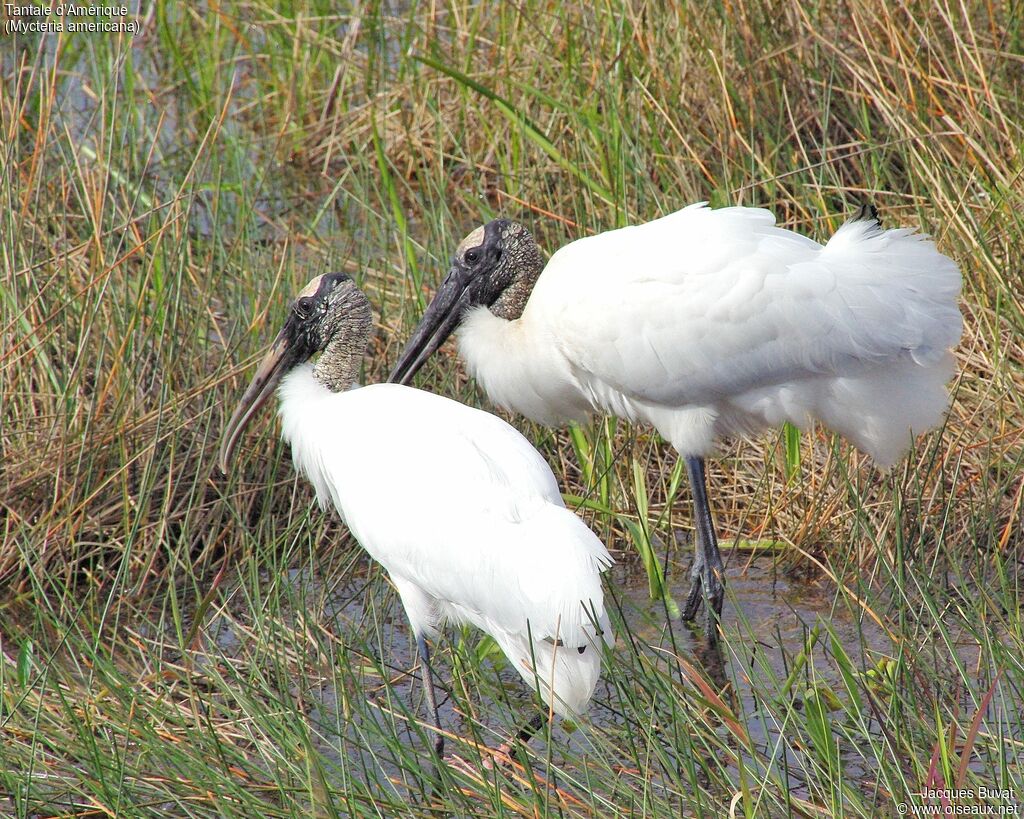 Wood Storkadult breeding, aspect, pigmentation, courting display