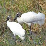 Wood Stork