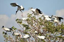 Wood Stork