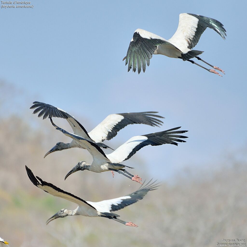 Wood Stork