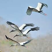 Wood Stork