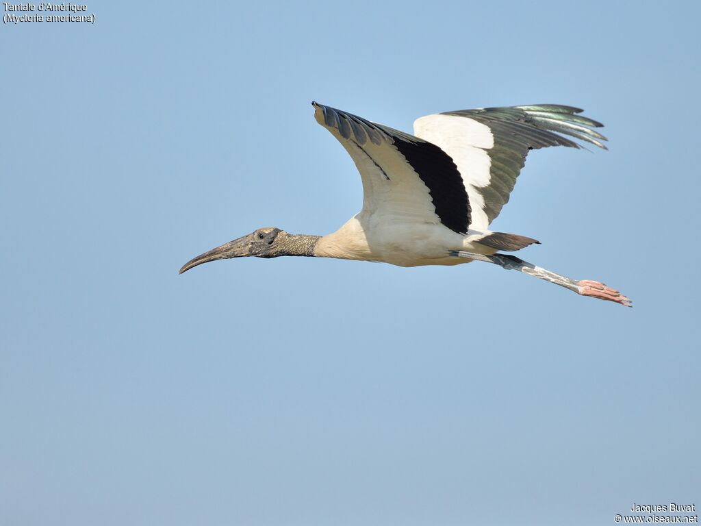 Wood Storkadult, aspect, pigmentation, Flight