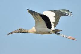 Wood Stork