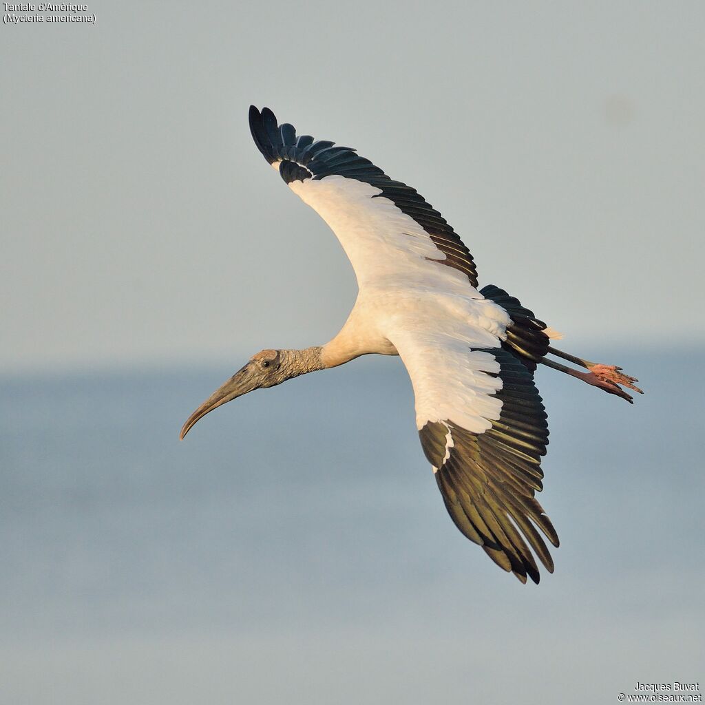 Wood Storkadult, aspect, pigmentation, Flight