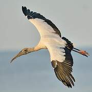 Wood Stork