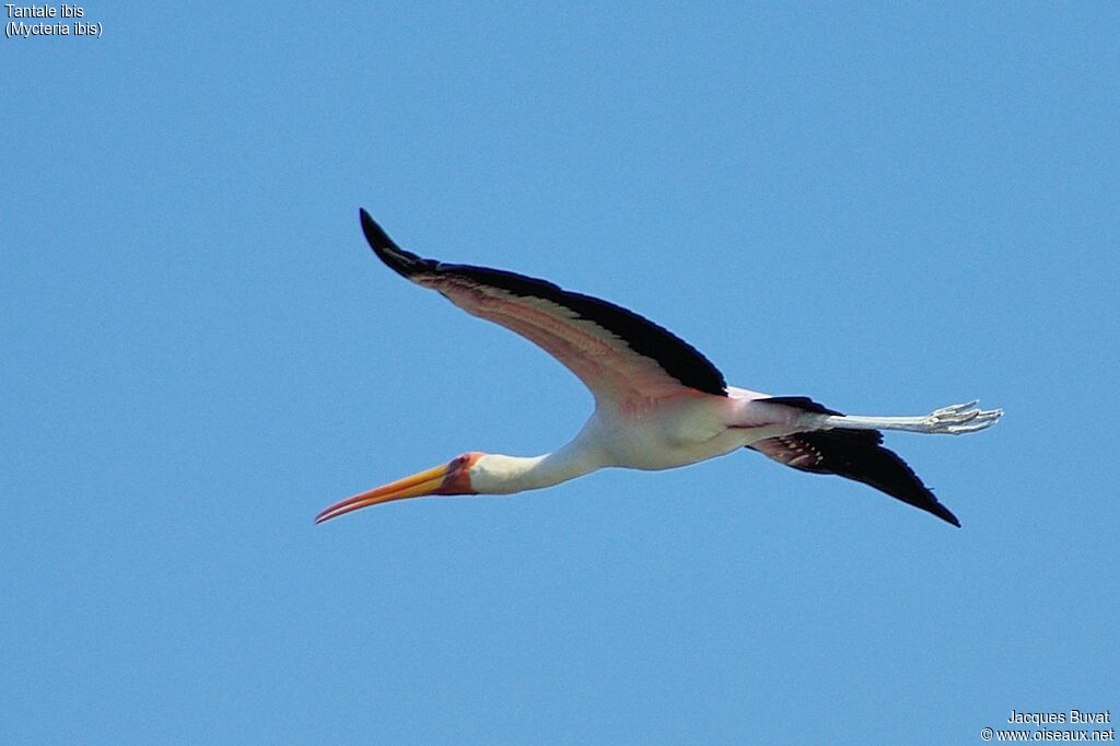 Yellow-billed Storkadult