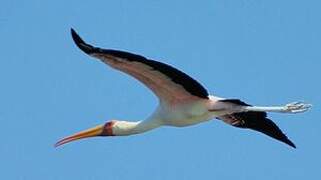 Yellow-billed Stork