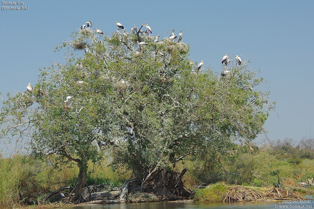 Yellow-billed Storkjuvenile