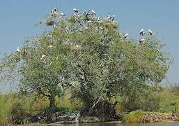 Yellow-billed Stork