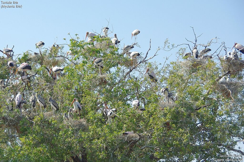 Yellow-billed Storkjuvenile