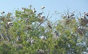 Yellow-billed Stork