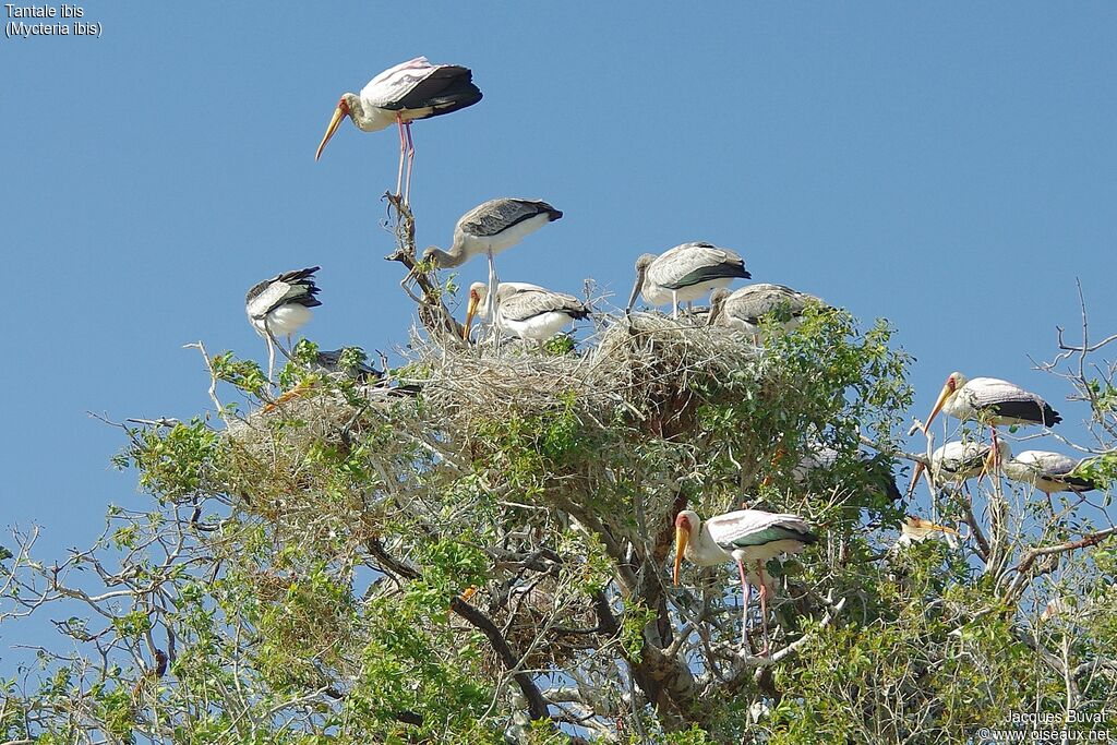 Yellow-billed Storkjuvenile, pigmentation, Reproduction-nesting, colonial reprod.