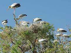 Yellow-billed Stork