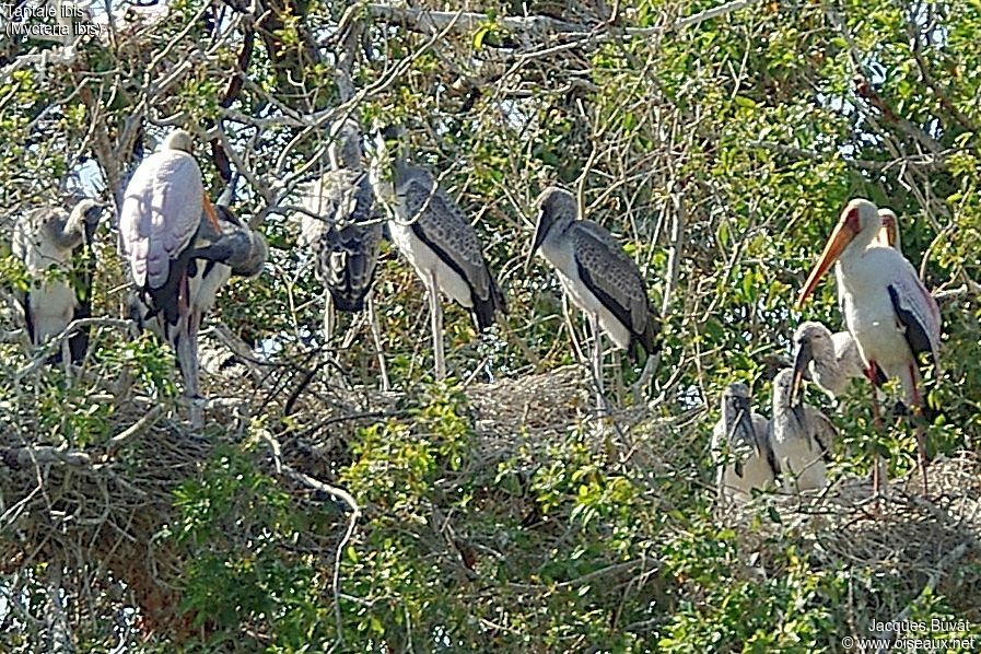 Yellow-billed Storkjuvenile, pigmentation, Reproduction-nesting, colonial reprod.