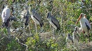 Yellow-billed Stork