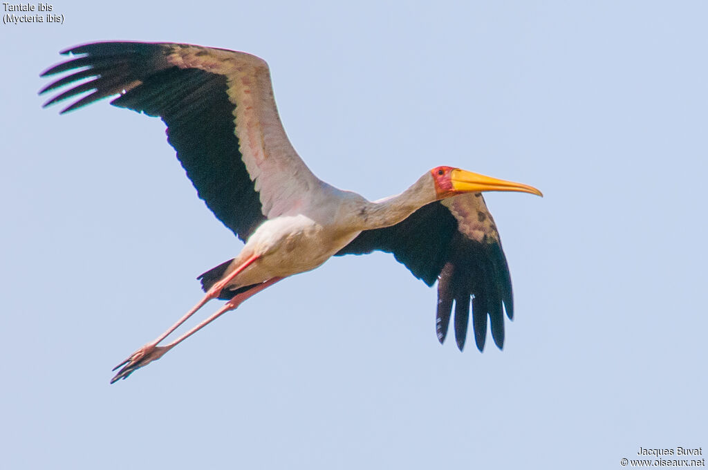 Yellow-billed Storkadult breeding, aspect, pigmentation, Flight