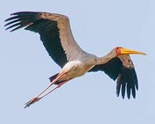 Yellow-billed Stork