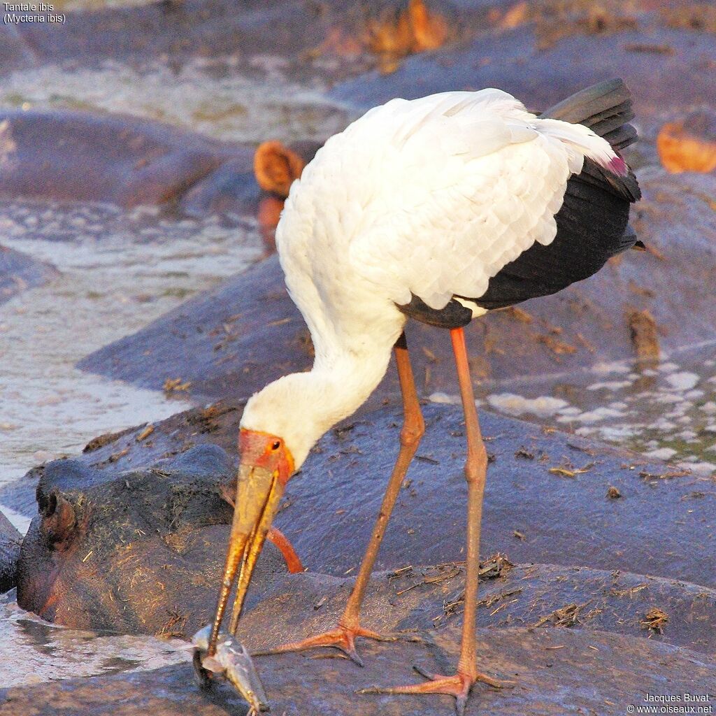 Tantale ibisadulte nuptial, habitat, composition, pigmentation, régime, pêche/chasse, mange