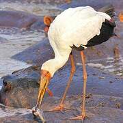 Yellow-billed Stork