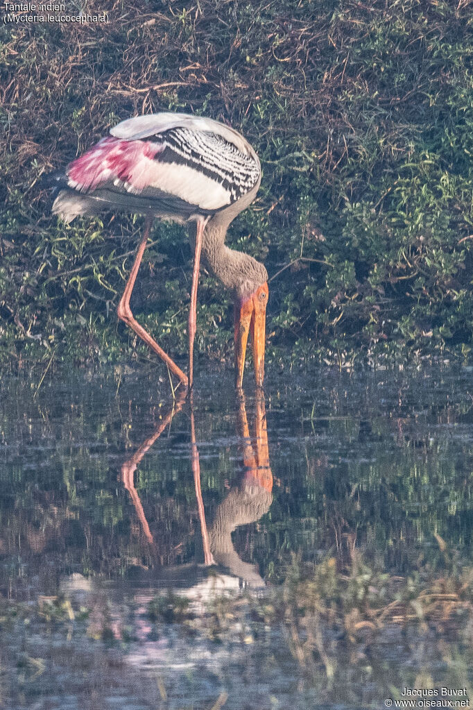 Tantale indienadulte nuptial, habitat, composition, pigmentation, pêche/chasse