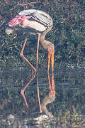 Painted Stork