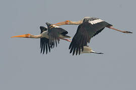 Painted Stork