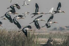 Painted Stork