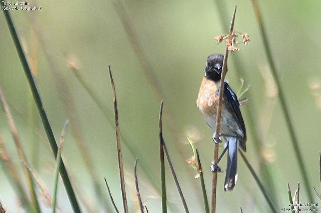 African Stonechat male adult