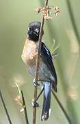 African Stonechat