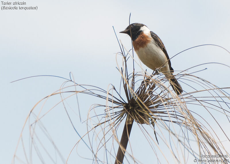 African Stonechat male adult breeding