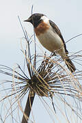 African Stonechat