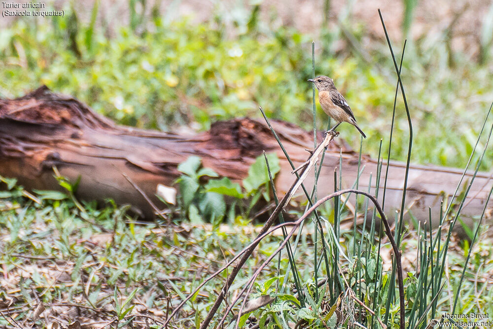 African Stonechat female adult breeding