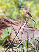 African Stonechat