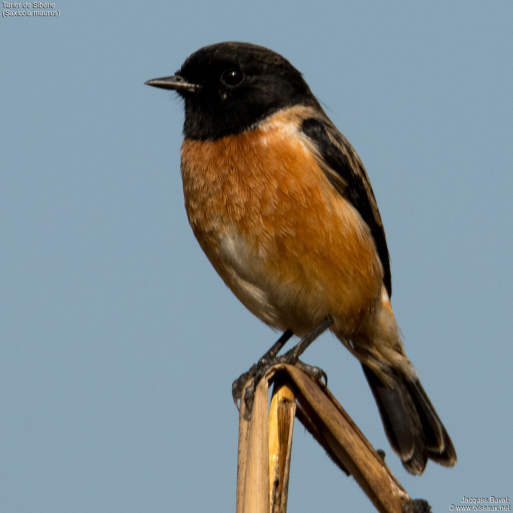 Siberian Stonechat male adult post breeding, identification, aspect, pigmentation