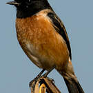 Tarier de Sibérie